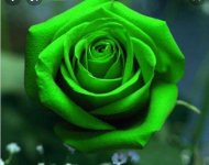 Screenshot_٢٠٢١٠٩٢٣-١٦٥١٠١_Google.jpg