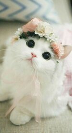 Wallpapers-for-mobile-cats.jpg