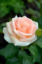 1687567343654.jpeg 1687567343654.jpeg