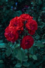 wp10918480.jpg wp10918480.jpg