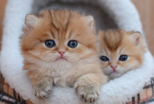 britanskie-zolotye-koshki-osobennosti-okrasa-i-opisanie-porody-18.jpg britanskie-zolotye-koshki-osobennosti-okrasa-i-opisanie-porody-18.jpg