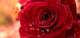 E2563711-0EC4-4AF3-8B9C-26950CBC052A.jpeg E2563711-0EC4-4AF3-8B9C-26950CBC052A.jpeg