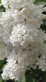 IMG_1867.jpeg