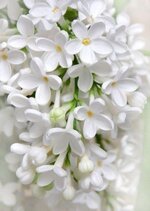 4fec3652-0fe9-4d6a-888d-3b38318a6301.jpeg 4fec3652-0fe9-4d6a-888d-3b38318a6301.jpeg