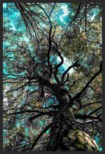 vains-of-nature (1).jpg