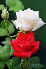 1689848759130.jpeg 1689848759130.jpeg