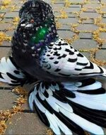 Screenshot_٢٠٢٣٠٧٢٠-١٥٤٤٥٤_Samsung Internet.jpg