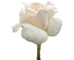 for_you_by_vafiehya-d8m6js7 (1).gif