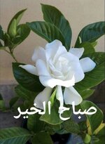 1692668299240.jpeg 1692668299240.jpeg